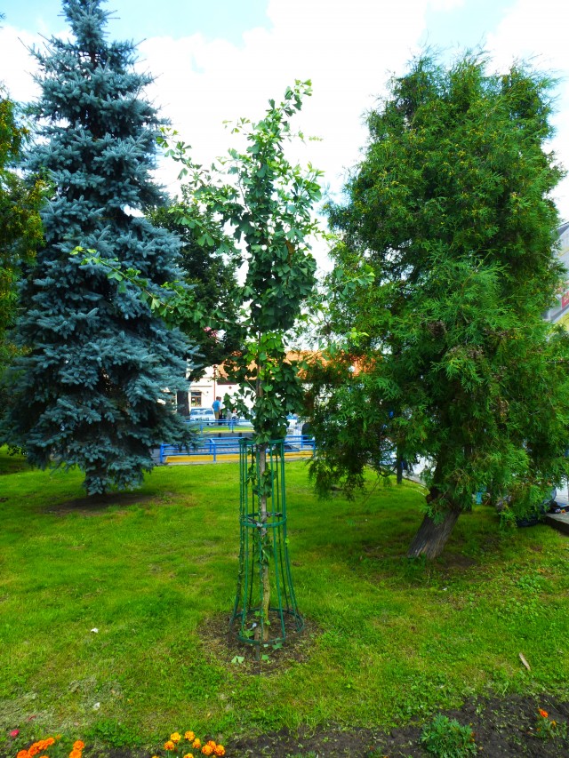 Freundschaftsbaum auf dem Marktplatz gepflanzt bei der Unterzeichnung der Partnerschaftsurkunde in Proszowice 2008